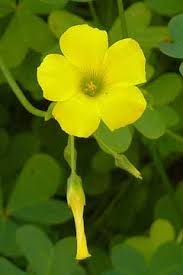 Image result for Oxalis pes-caprae