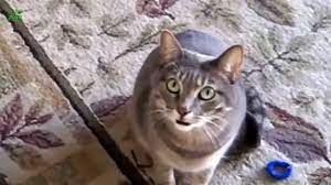 koshachij koncert kotenok i koshka myaukaet smeshnye epizody youtube