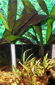 Aquarium Answers Pond Fish Question And Help Articles Aquarium Algae Control Brown Diatom Hair Marine Bba Green Spot W Aquarium Algae Aquarium Algae