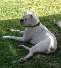Browse thru thousands of boxer dogs for adoption near plano, texas, usa area, listed by dog rescue organizations and individuals, to find your match. Meet Diamond Female Boxer Lone Star Boxer Rescue Houston Tx