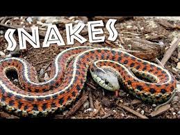 All About Snakes For Kids Learn About Snakes For Children Freeschool Youtube Snakes For Kids All About Snakes Science Videos For Kids