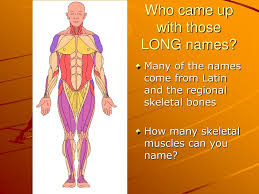 The human body has three different types of muscles. Ppt Muscle Kinesiology Powerpoint Presentation Free Download Id 2167375