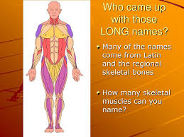 Human muscle system, the muscles of the human body that work the skeletal system, that are under voluntary control, and that are concerned with movement, posture, and balance. Ppt Muscle Kinesiology Powerpoint Presentation Free Download Id 2167375