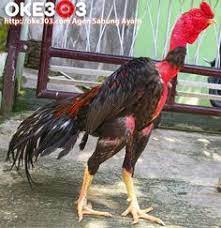 Apakah keunggulan serta istimewa dari ayam pakhoy yang berasal dari vietnam ini ? 32 Asil Ideas Chicken Breeds Game Fowl Rooster
