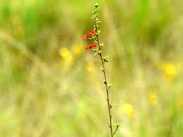 Image result for Hibiscus aponeurus