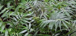 Image result for Elatostema welwitschii