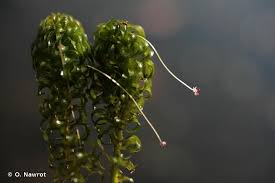 Image result for Lagarosiphon major