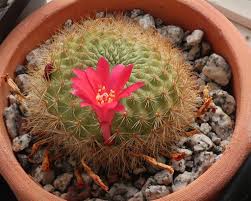 Well you're in luck, because here they come. Time To Wake Up Page 2 Cactiguide Com