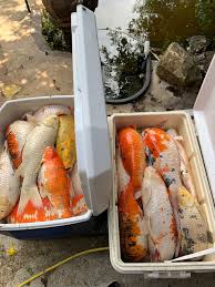 How do you dispose of a dead fish? My Uncle Just Found Out This Evening That All Of His Kois That He Took Care For 6 Years All Died Due To A Power Outage That Happened Last Night When Everyone