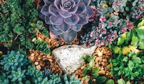 Some succulents cannot survive extreme temperatures. Diy Indoor Succulent Garden Walnut Ridge Nursery And Garden Center Jeffersonville In
