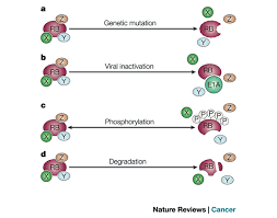 Tumor Suppressor Ts Genes And The Two Hit Hypothesis Learn Science At Scitable