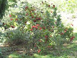 Image result for Bixa orellana