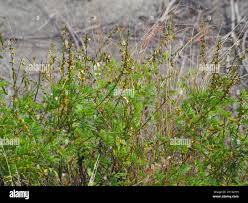 Image result for Tephrosia noctiflora