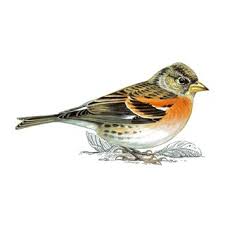 Bird With Orange Belly And Black Head Male Brambling Finch Bird Facts Nocturnal Birds Bird Guides