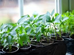 How to grow an apple tree from seed youtube. Growing Fruit Trees From Seeds You Save Homesteading