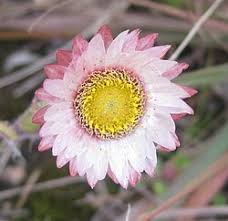 Image result for Helichrysum sulfureofuscum