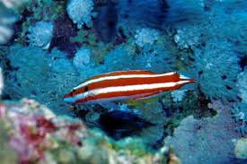 Image result for Streptocarpus montis-bingae