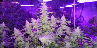 So, read this bestva 600w led grow light review before buying your led for your indoor plants or hydroponics. Best 600 Watt Led Grow Light For Growing Cannabis A Lights Shootout