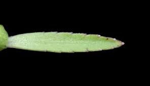 Image result for Lobelia flaccida