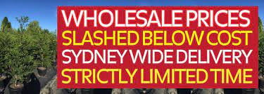 We are a wholesale nursery that serves commercial customers both big and small, including landscape contractors, designers, landscape architects, home builders, garden centers. Budget Wholesale Nursery Sydney