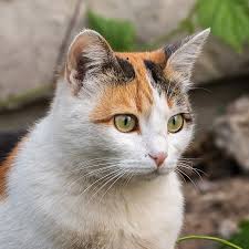 See full list on wagwalking.com Is My Cat Having An Asthma Attack Huntersville Emergency Vet