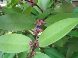 Image result for Memecylon myrianthum