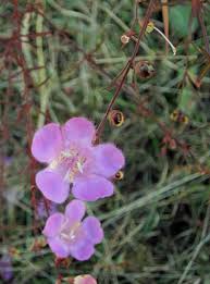 Image result for Cienfuegosia gerrardii