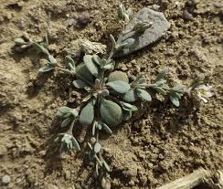 Image result for Polycarpaea prostratum