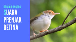 Telah belasan tahun berpraktek aku di kawasan kumuh ibu. Download Suara Prenjak Betina Untuk Pikatan Atau Masteran Hobi Burung
