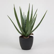 An einem geschützten standort gedeiht die. Aloe Vera Pflanze Gross Kleine Gratis Fleurever