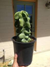 This is the classic totem pole cactus from baja california. Brought Home This Cutting Today Lophocereus Schottii Totem Pole Cactus