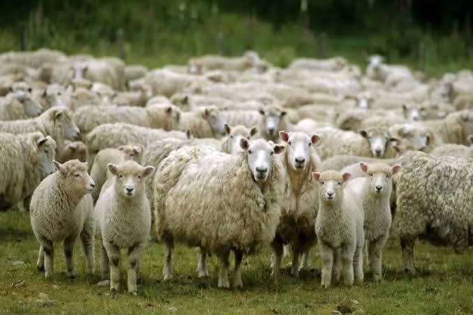 چرا با وجود 75 میلیون راس دام هنوزم قیمت گوشت بیداد می کند؟