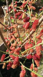 Cili padi, lada atau cabai sememangnya disukai seluruh rakyat malaysia sehinggakan ada yang tanam pokok chili sendiri di rumah kerana keperluan tanaman ini dalam makanan seharian adalah satu kemestian. Kalau Pokok Mulberi Yang Ditanam Tak Mahu Berbuah Buat Teknik Lenturan Luruh Daun Ini Vanilla Kismis