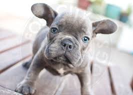 French Bulldog Black And Blue Eyes Fog City Bulldogs Just Another Wordpress Site French Bulldog Breed French Bulldog Bulldog
