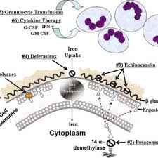 Mucormycosis is an opportunistic infection that typically develops in patients with weakened immune systems, diabetes, kidney failure, organ transplants, or chemotherapy for cancer. Current Targets Of Therapy For Mucormycosis As A Result Of Recent Download Scientific Diagram