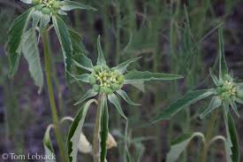 Image result for Euphorbia davyi