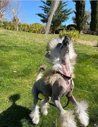 Ronaldo refuses to reveal the identity of his mother and says that he will only do so when cristiano jr. Cristiano Ronaldo Fans Lachen Uber Haarlosen Hund Von Juventus Star