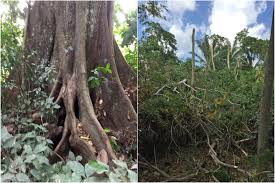 Image result for Napoleonaea angolensis