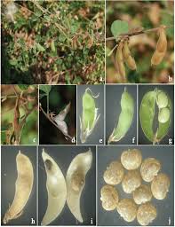 Image result for Rhynchosia