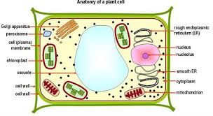 Check spelling or type a new query. If You Compared The Function Of A Trivia Questions Quizzclub