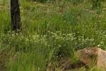Image result for Agathisanthemum bojeri