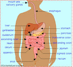 We love to eat and we love to poop. Human Digestive System Enchantedlearning Com