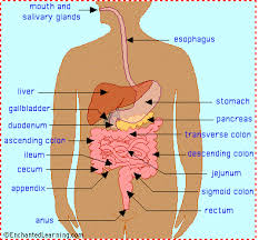 Digestive system coloring page from anatomy category. Human Digestive System Enchantedlearning Com