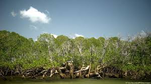 Mangrove sicanang sebagai objek wisata. Hutan Bakau Lindungi Pesisir Dari Badai Dan Tsunami Iptek Laporan Seputar Sains Dan Teknologi Dan Lingkungan Dw 22 12 2013