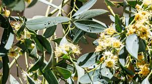 Image result for Eucalyptus