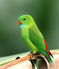 We did not find results for: 20 000 Best Bird Photos 100 Free Download Pexels Stock Photos
