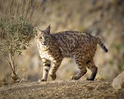Bobcat Protection Act Clears Senate Cat Language Cat Communication Bobcat
