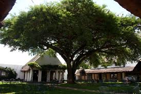 Image result for Acacia sieberiana