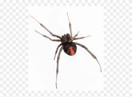 Find the perfect redback spider stock photos and editorial news pictures from getty images. Got A Black Widow Problem Redback Spider Hd Png Download 570x570 17941 Pngfind