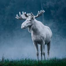 Before this game, max domi and matt dumba were without any points. Sweden S Famous White Moose In All His Mystical Glory